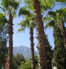 Majesty Club Kemer Beach
