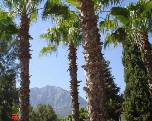 Majesty Club Kemer Beach: семейный отдых в Кемере