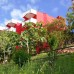 Club West Garden 4* в Конаклы: мой разбор отеля для семей и активных туристов