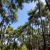 Апсара пансионат в Пицунде: честный обзор