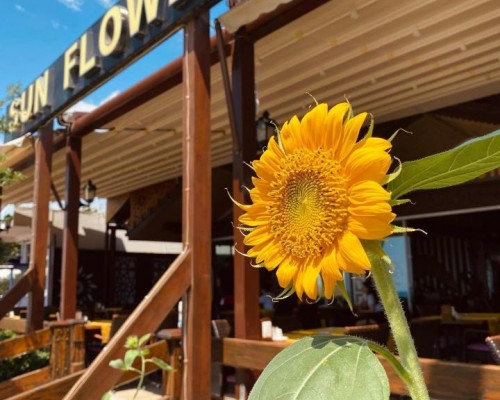 Sun Flower Apart Hotel, Сиде: честный обзор от турагента Галины