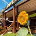 Sun Flower Apart Hotel, Сиде: честный обзор от турагента Галины
