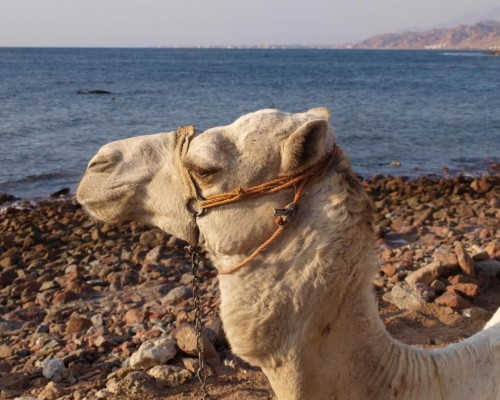 La Reine Dahab Hotel 2* — Дахаб, Египет