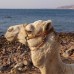 La Reine Dahab Hotel 2* — Дахаб, Египет