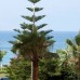 Livane Beach Hotel, Аланья — честный обзор от турагента