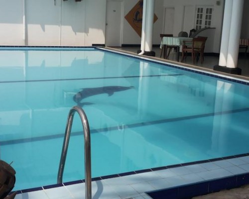 Nippon Villa Beach Resort 2* — Хиккадува, Шри-Ланка