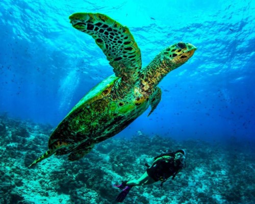 Dusit Thani Maldives, Баа Атолл — отель 5* на Мальдивах