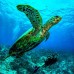 Dusit Thani Maldives, Баа Атолл — отель 5* на Мальдивах