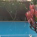 Ocean View Tourist Guest House 2* в Негомбо: честный обзор