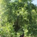 Garden Pansiyon в Чирали (Кемер): взгляд турагента