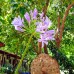 Simge Pension, Чирали (Кемер): честный обзор пансиона