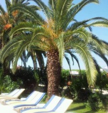 Palma-Rosa  3*