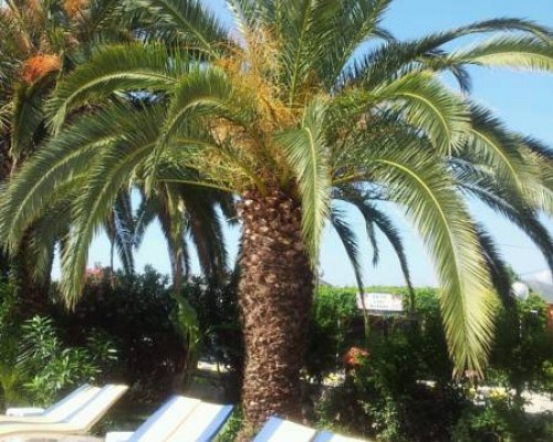 Отель Palma Rosa 3* в Кемере (Чамьюва): честный разбор от турагента