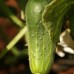 Eco-Art Farm (Eflatun) в Каше: эко-отель без категории