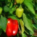 Eco-Art Farm (Eflatun) в Каше: эко-отель без категории