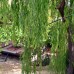 Kas Doga Park Hotel — семейный отель в горах Каша
