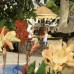 Отель Belle Vue 3* в Кемере: честный обзор от турагента