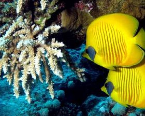 Naama Sun Club 3* — Шарм-эль-Шейх, район Наама Бэй