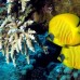 Naama Sun Club 3* — Шарм-эль-Шейх, район Наама Бэй