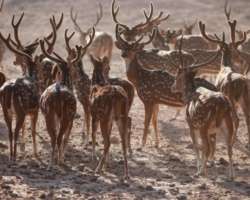 Anantara Sir Bani Yas Al Yamm Villa Resort, Абу-Даби