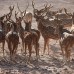 Anantara Sir Bani Yas Al Yamm Villa Resort, Абу-Даби