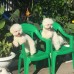 База отдыха Miya в Гудауте