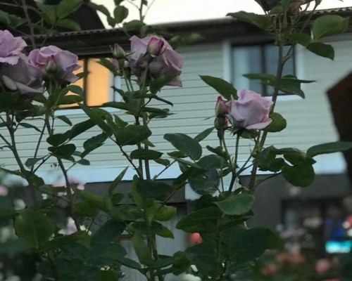 Roza Guest House в Сухуме — гостевой дом без категории