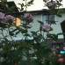 Roza Guest House в Сухуме — гостевой дом без категории