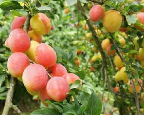 Lukomorye in Alakhadze — гостевой дом в Пицунде