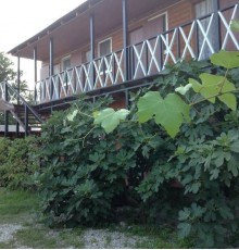Guest house Pizunda