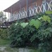 Guest house Pizunda в Пицунде: гостевой дом без категории