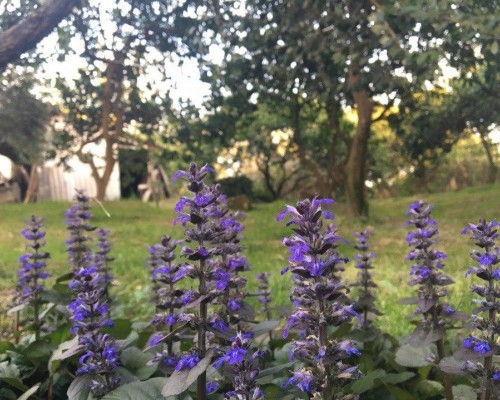 Guest house Mandarinovyj sad в Новом Афоне: что важно знать