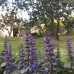 Guest house Mandarinovyj sad в Новом Афоне: что важно знать