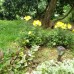 Guest house Mandarinovyj sad в Новом Афоне: что важно знать
