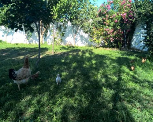 Kusadasi Ciftlik Evi — отель в Кушадасы без звёздной категории