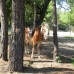 Oranj Ranch Hotel, Кемер: подбор тура у персонального турагента
