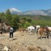 Oranj Ranch Hotel, Кемер: подбор тура у персонального турагента