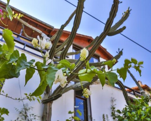 Villa Kaktus в Каше: что известно об отеле