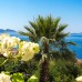 Villa Mimosa в Каше: вилла для активного отдыха и дайвинга
