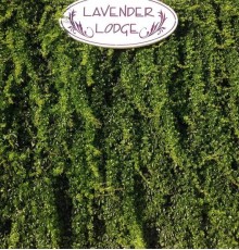 Lavender's Lodge Hotel Lavender's Lodge Hotel