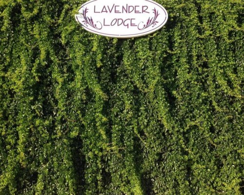Lavender's Lodge Hotel в Калкане: честный обзор