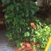 Sato Hotel, Сиде — взгляд персонального турагента