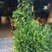 Sato Hotel, Сиде — взгляд персонального турагента