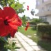 Summer Rose Apartment в Махмутларе: апартаменты для самостоятельного отдыха