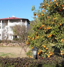 Green Garden Villa