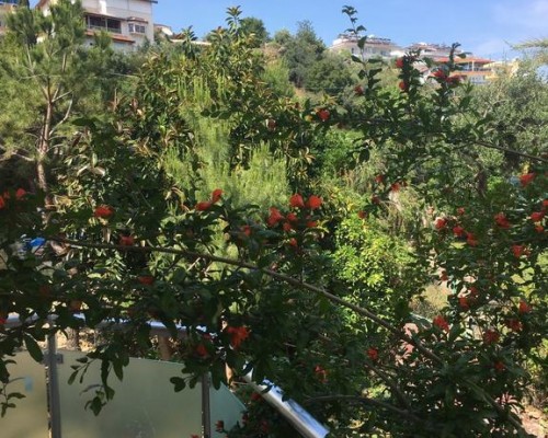 Akdeniz Apart Hotel в Авсалларе — апартаменты для самостоятельного отдыха