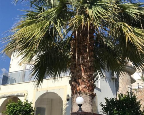 Alanya Jasmin Park Villa — виллы в Аланье для пляжного отдыха