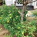Seaview Villa 4* — виллы в Муйне с бассейном и барбекю
