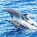 Sun Shine View 3* — гестхаус на Маафуши для дайвинга