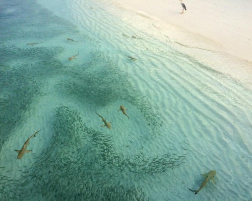 Aquzz Inn Maafushi — отель на острове Маафуши, Мальдивы